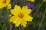 Lance coreopsis